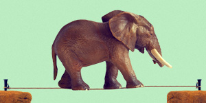 How reckless are you? article image with elephant balancing on row