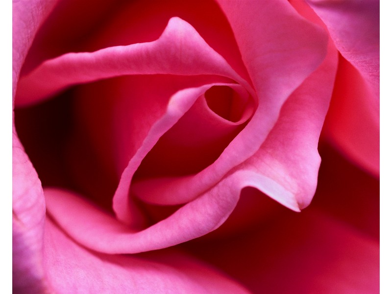 Pink Rose Close