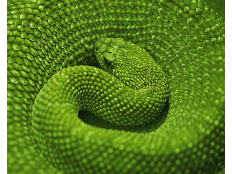 Coiled Green Snake