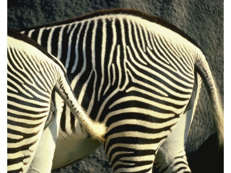 Зебры с хвоста